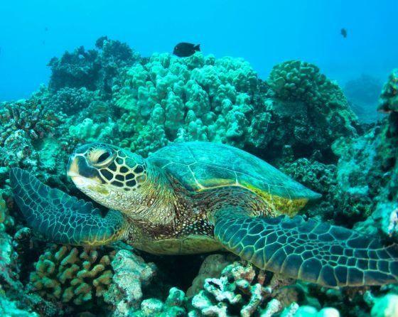 Meeresschildkröte in türkiser Unterwasserwelt von Guadeloupe mit Korallen