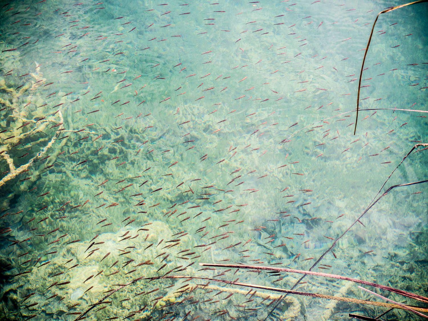 Blick auf ein naturbelassenes Riff mit glasklarem Wasser und kleinen Fischen