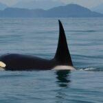 Orca Angriffe: Die wichtigsten Verhaltenstipps für Skipper